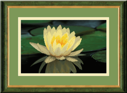 Water Lily (542x542)
