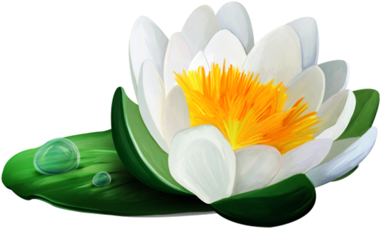 Water Lily (600x380)