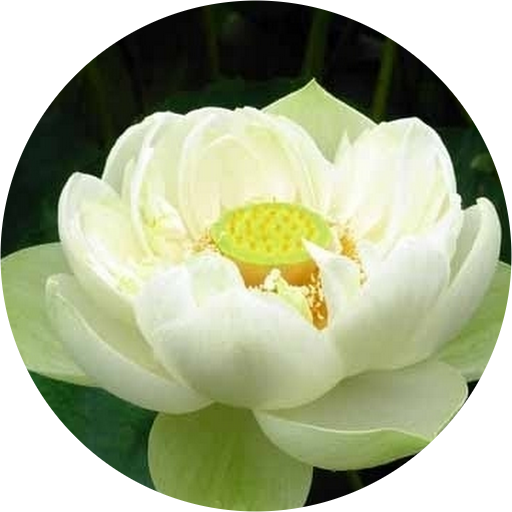 Tathāgata (512x512)