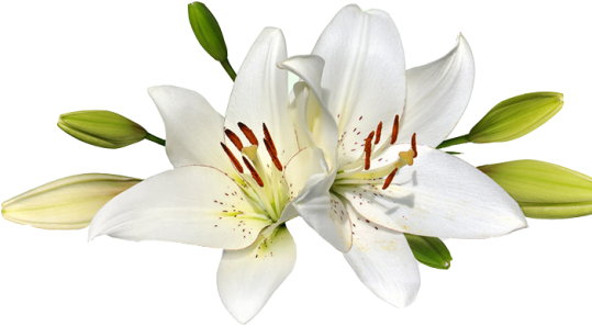 Easter Lily Clip - Two Lilies Canvas Print, 150x70 Cm, Posters, Prints (600x410)