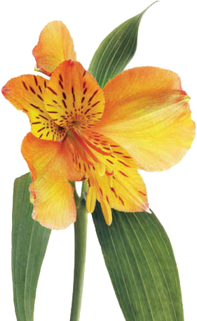 Thirsty Flowers - Peruvian Lily (456x456)