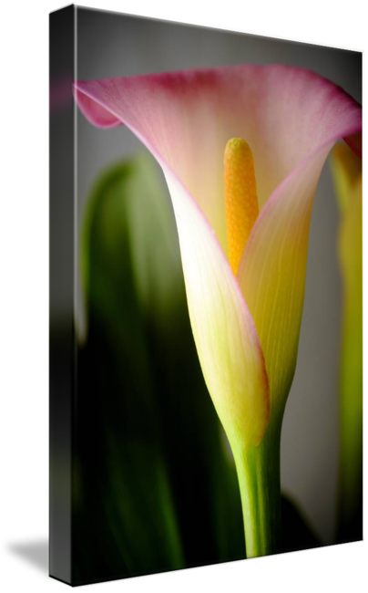 Arum (404x650)