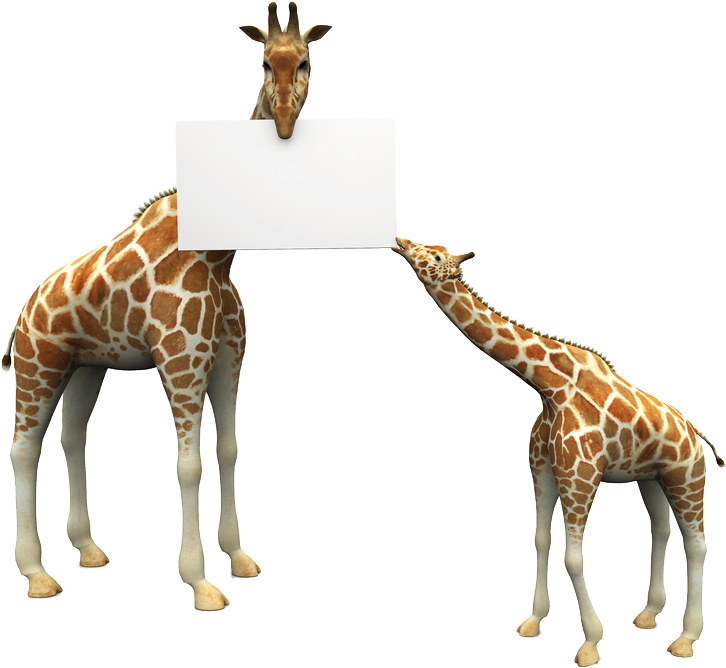 Giraffe (779x679)