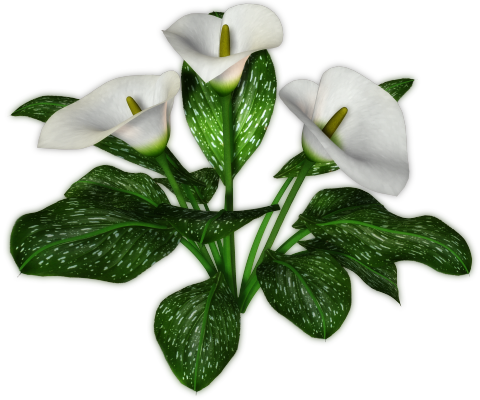 Calla - Calla Png (480x400)
