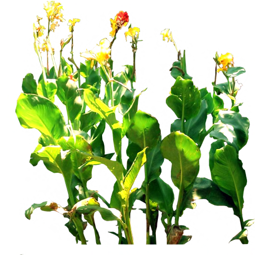 6 Photos - Anthurium (512x512)