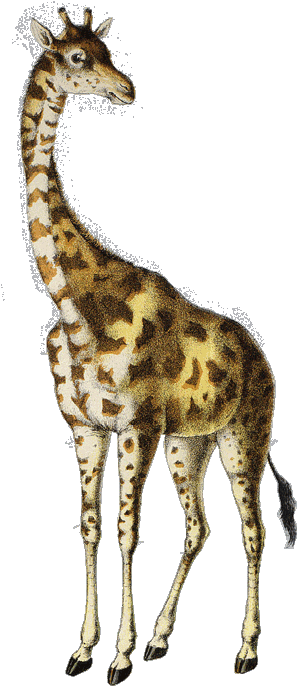 Giraffe (313x687)