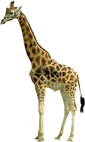 Giraffe Transparent Png Image - Giraffe No Background (310x500)