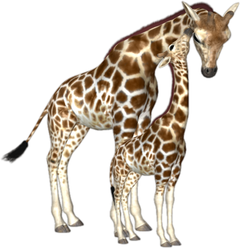 Giraffes Png (482x500)