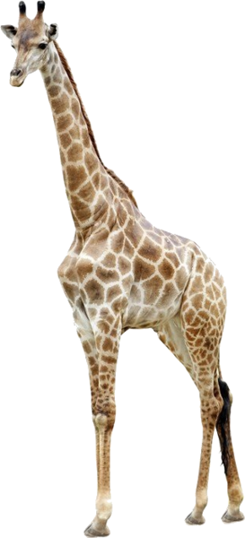 Share This Image - Giraffe Psd (273x600)