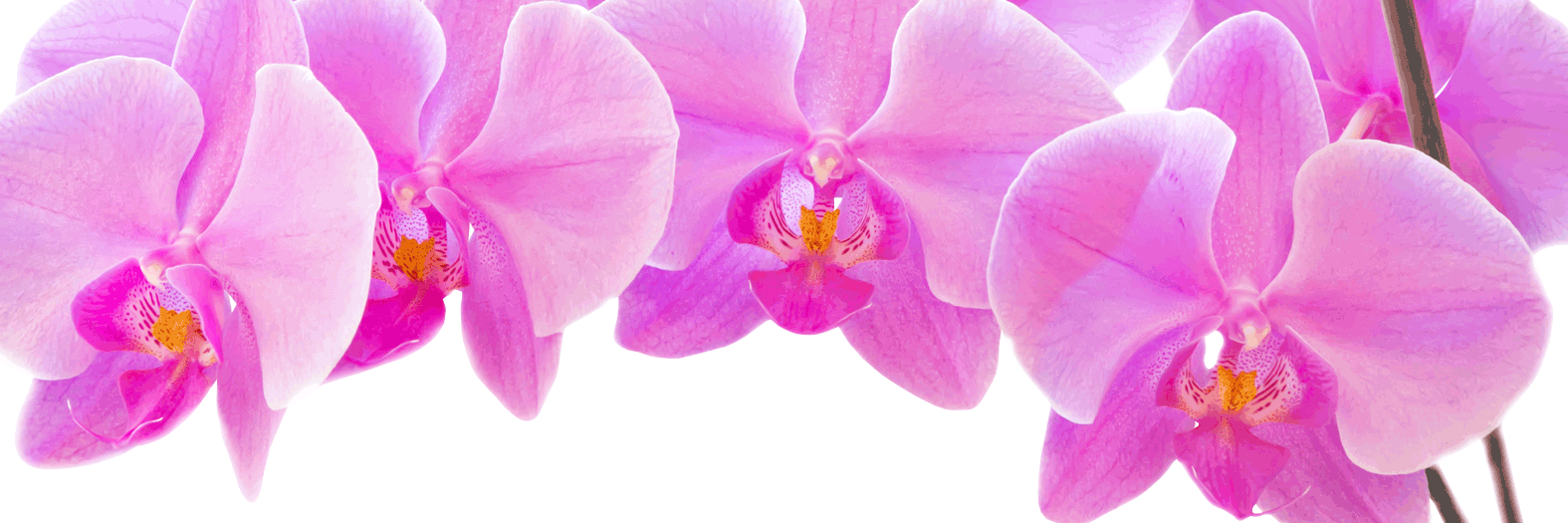 Faq - Dreisbach Wholesale Florists (1575x525)