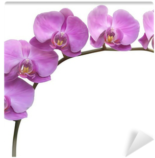 Purple Frame Orchid (400x400)