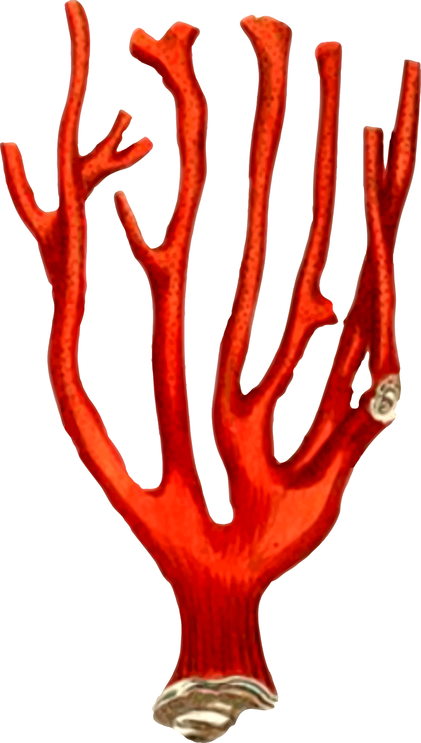 Coral 2 - Coral Printable (1360x2400)