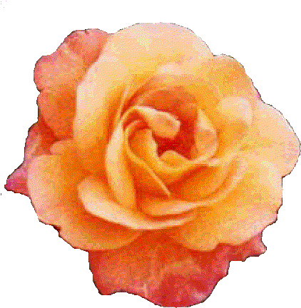 アンネのバラ は平和について語りかけます。 - Garden Roses (432x440)