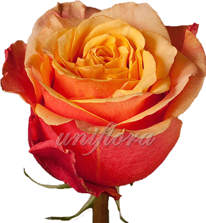 Роза Сорта "черри Брэнди" - Floribunda (470x470)
