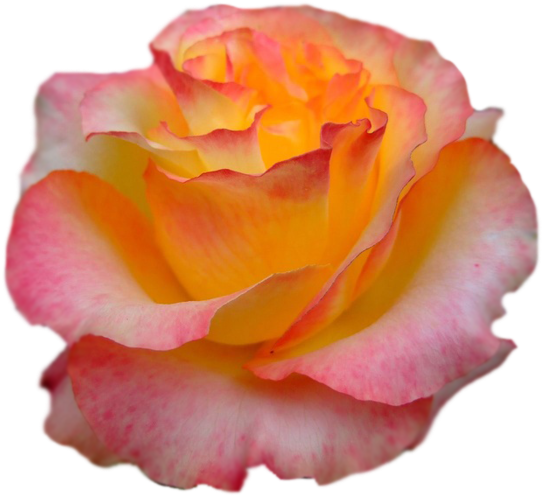 13 - Garden Roses (700x525)