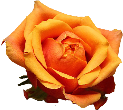 Обсуждение На Liveinternet - Floribunda (500x443)