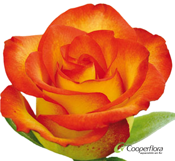 Rosa High Magic - Rosas High Magic (600x600)