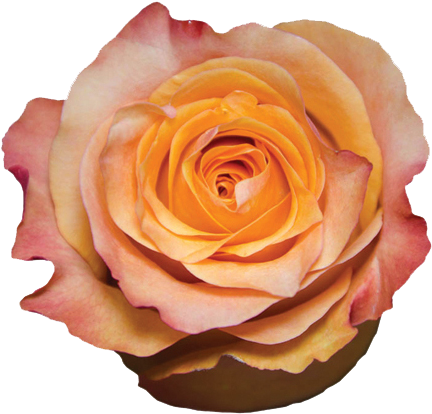 Garden Roses (495x476)