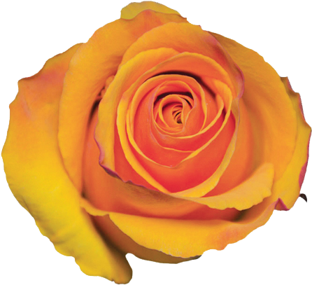 Floribunda (511x502)