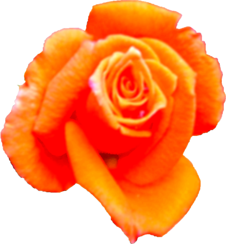 バラの花 - Floribunda (441x476)