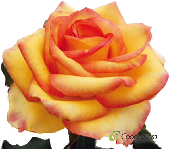 Rosa Ambiance - Floriculture (600x600)