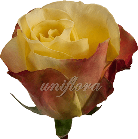 Роза Сорта "хот Меренге" - Cultivar (470x470)