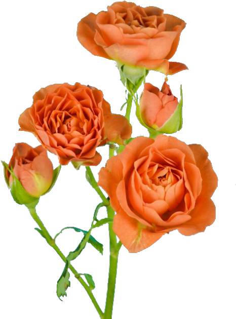 Rose (500x665)