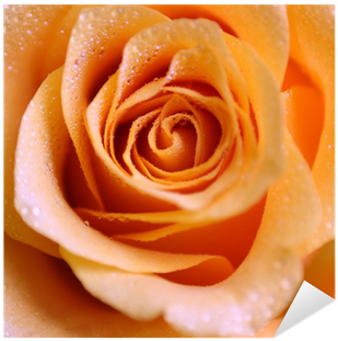 Floribunda (400x400)
