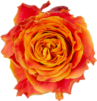 Espresso Single Head Rose - Floribunda (500x375)