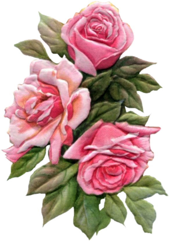 Pink-roses - Rose (800x885)