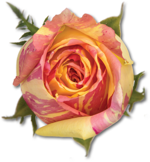 فیستا - Floribunda (350x350)