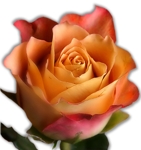 Floribunda (486x517)