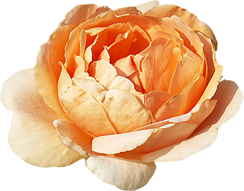 Japanese Camellia (500x391)
