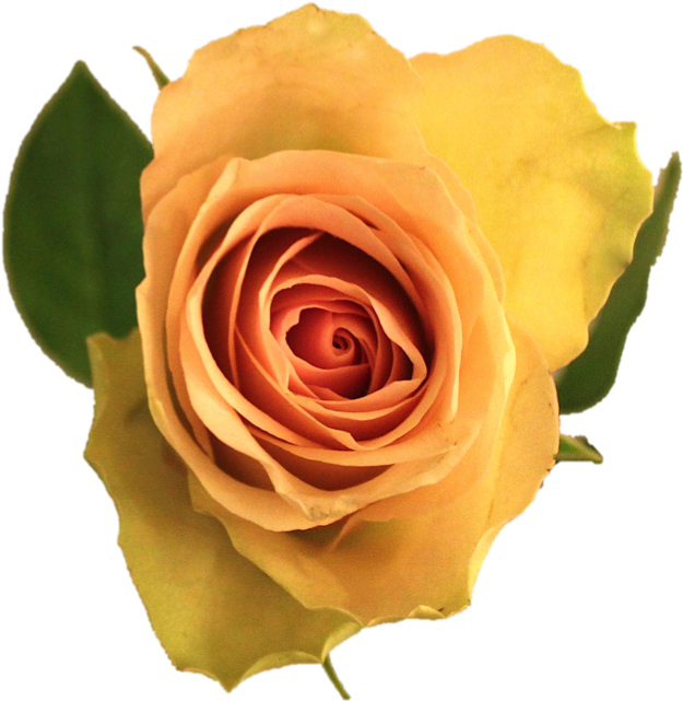 La Belle - Floribunda (645x645)