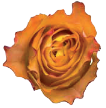 Tweet - Garden Roses (500x500)