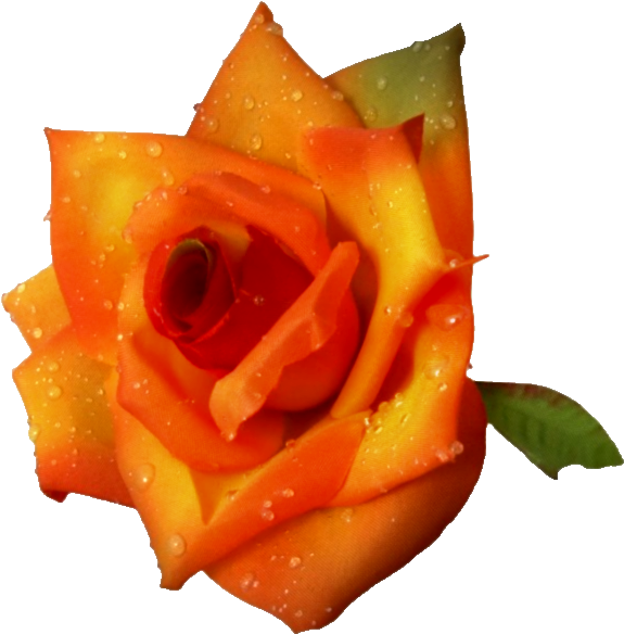 Rose (600x600)