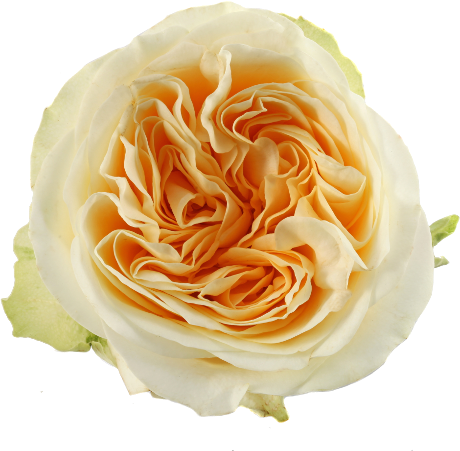 5 Cm - Garden Roses (1024x1024)