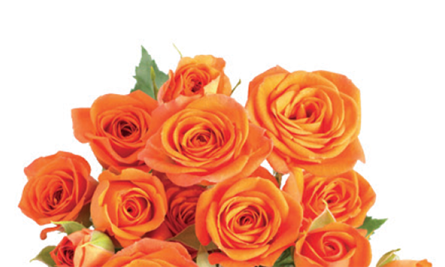 Tweet - Garden Roses (500x500)