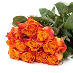 Garden Roses (620x300)