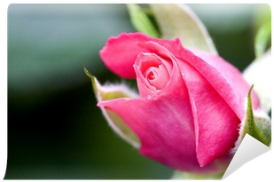 Garden Roses (400x400)