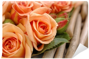 Apricot (400x400)