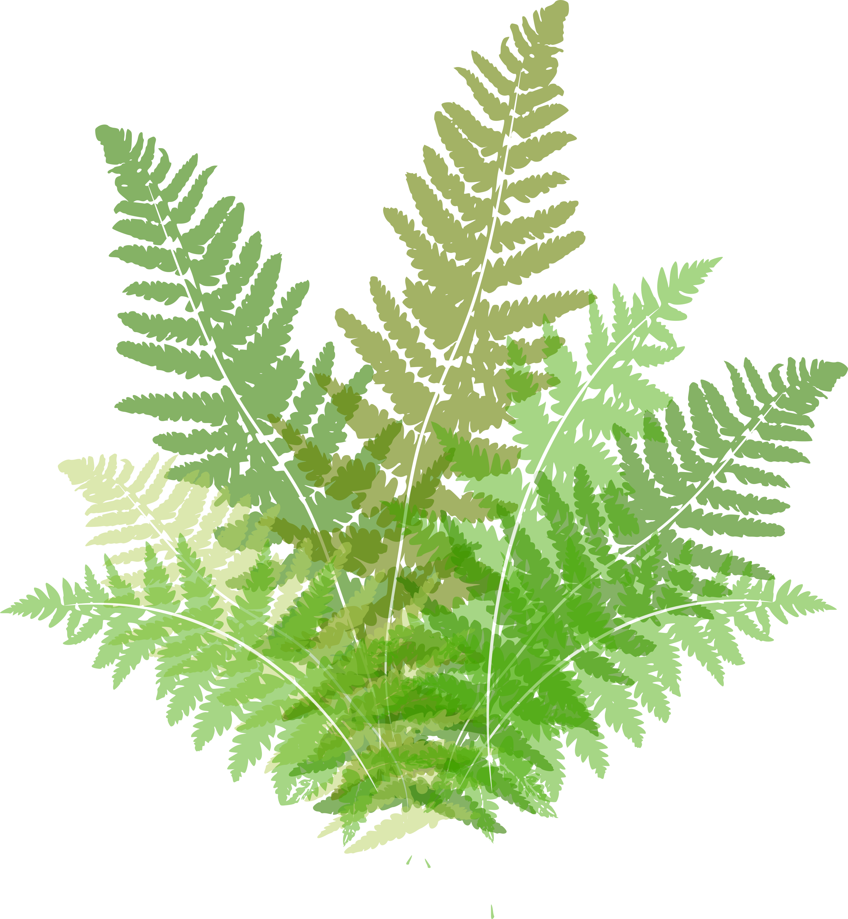 Fern (2694x2922)