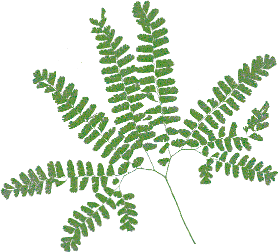 Adiantum Pedatum (570x521)