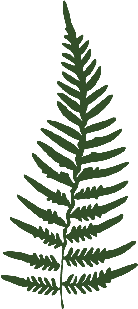   Fern Leaf Transparent (986x986)