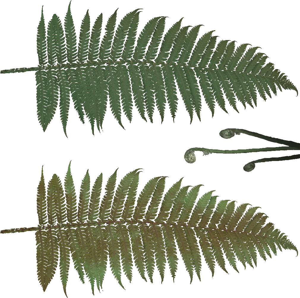 Fern Texture Png (1024x1024)