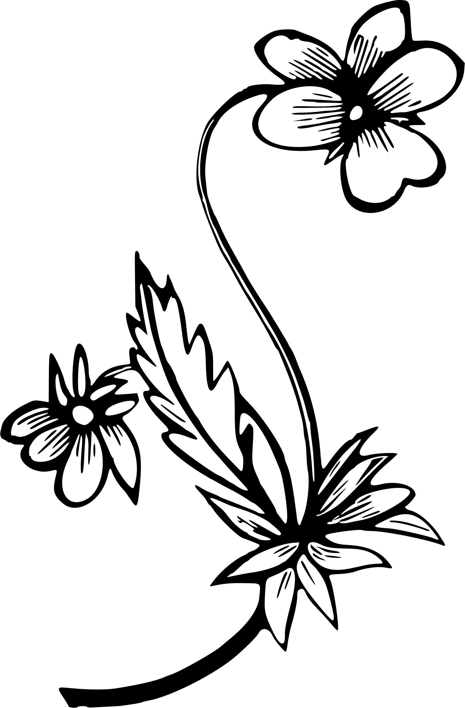 Big Image - Portable Network Graphics (1577x2400)