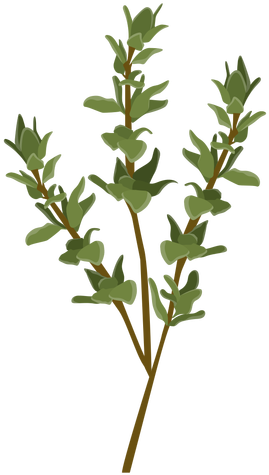 Herb Vector Graphics Portable Network Graphics Thyme - Thyme Png (512x512)