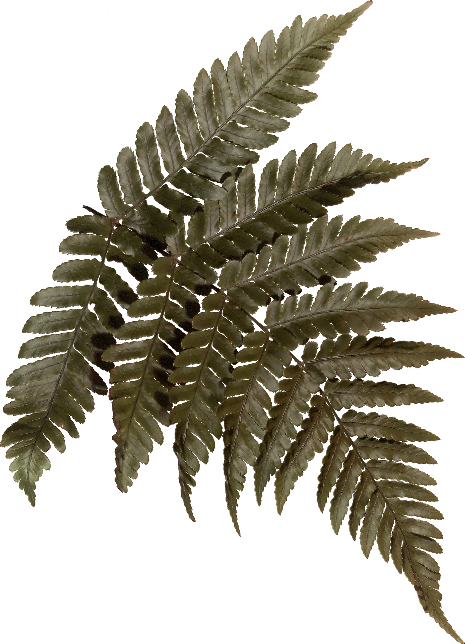 #blinkscan Does Nature - Ostrich Fern (1481x2048)
