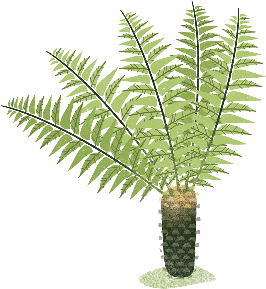 Ferns-2 - Fern (1082x1082)