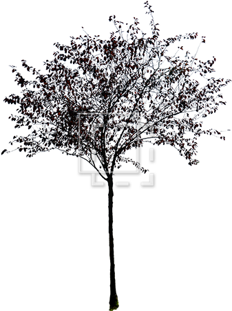 Cutout People, Trees - Tree (450x450)